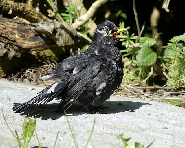 blackbird